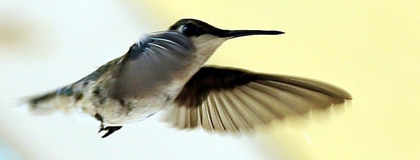 ruby-throated hummingbird