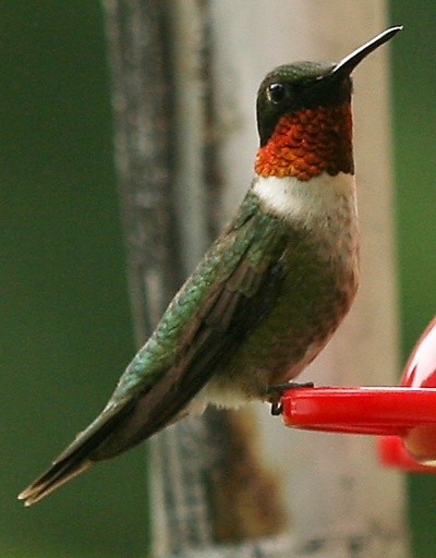 ruby-throated hummingbird