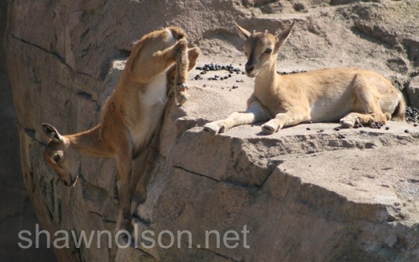 markhor