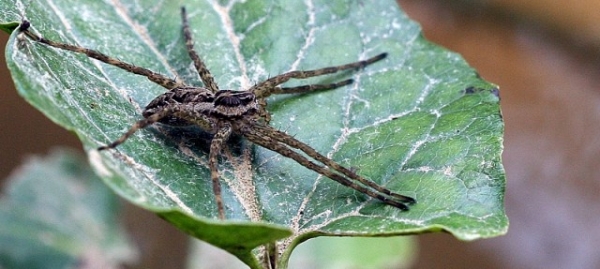 Fishing Spider