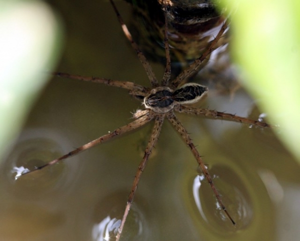 Fishing Spider