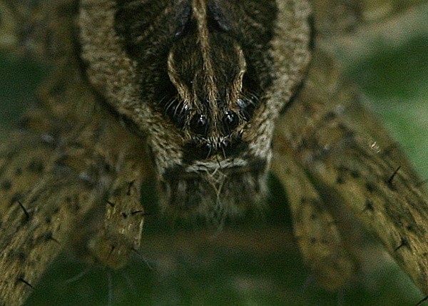 Fishing Spider