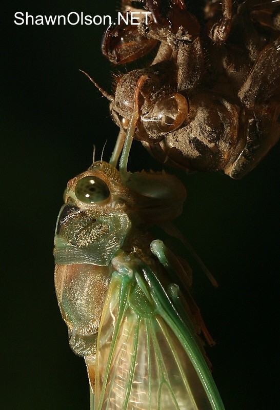 Cicada Photo