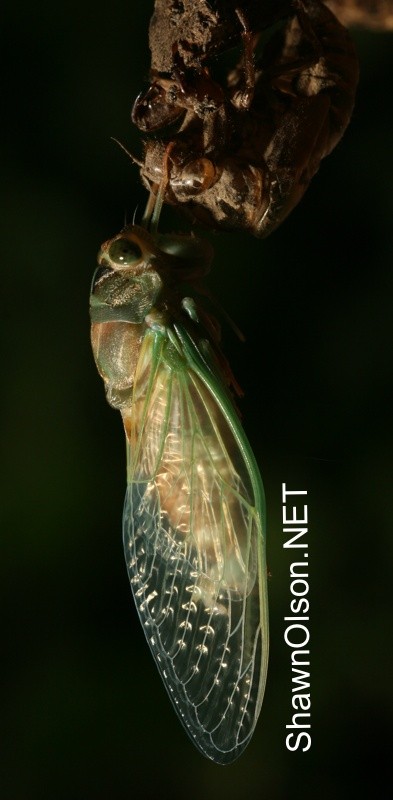 Cicada Photo