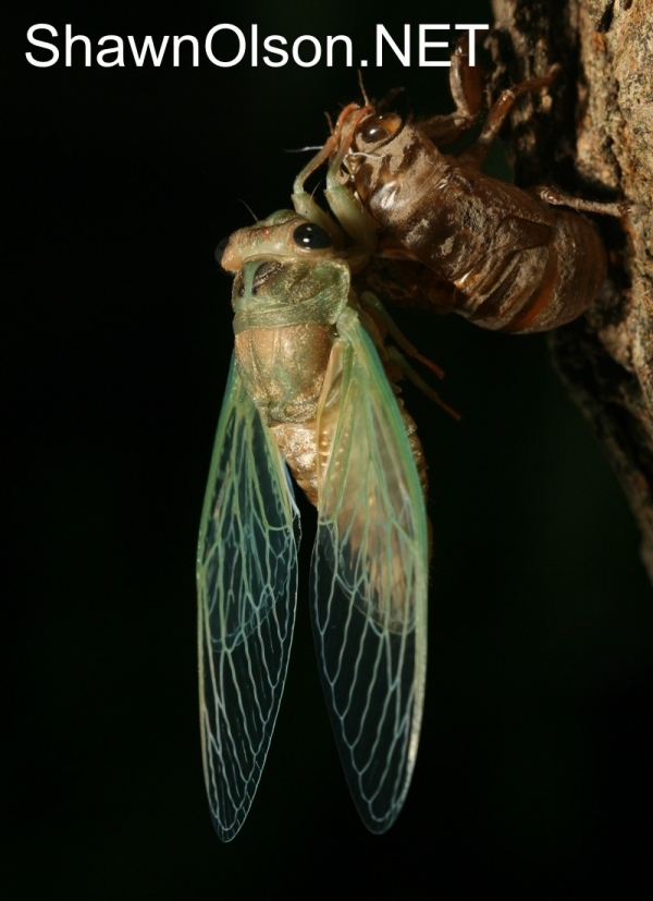 Cicada Photo