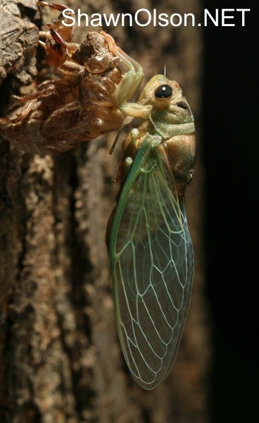 Cicada Photo