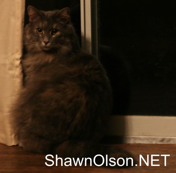 Maow, the cat photo
