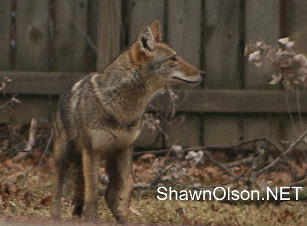 coyote photo