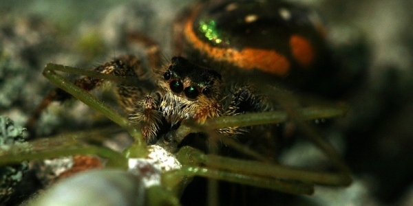 orange and green jumping spider
