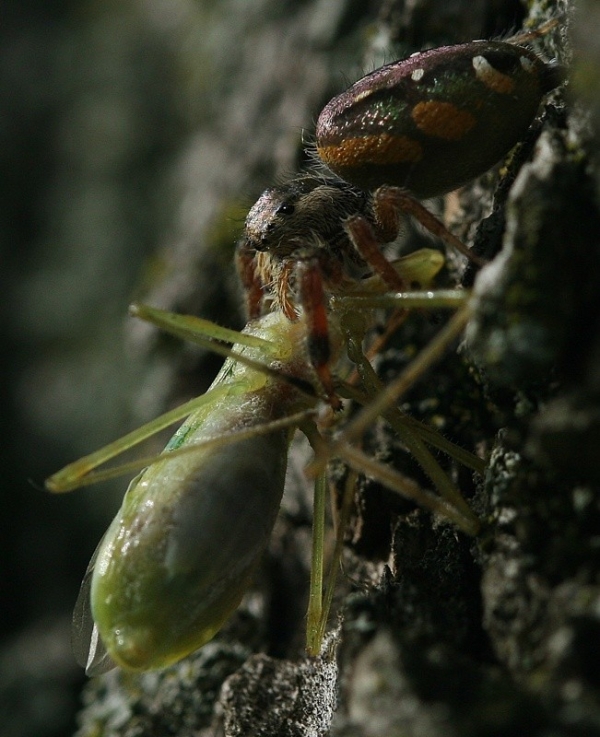 spider eating on tree