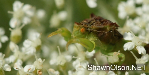 Ambush Bug Waiting Arms Out