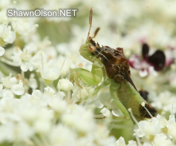 Ambush Bug waiting