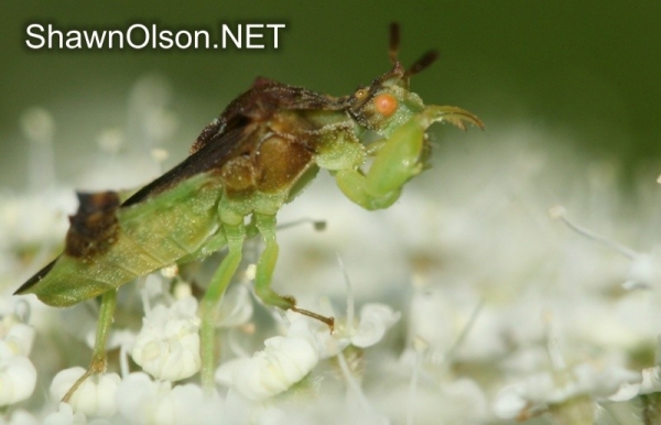 Ambush bug extending arms