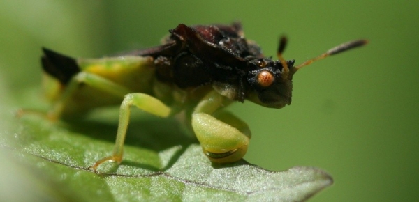 ambush bug on leaf