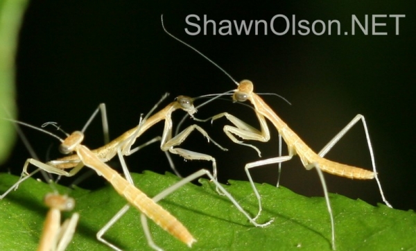 Jumble of Mantids