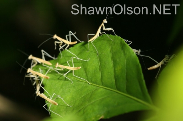 Mantis Cluster