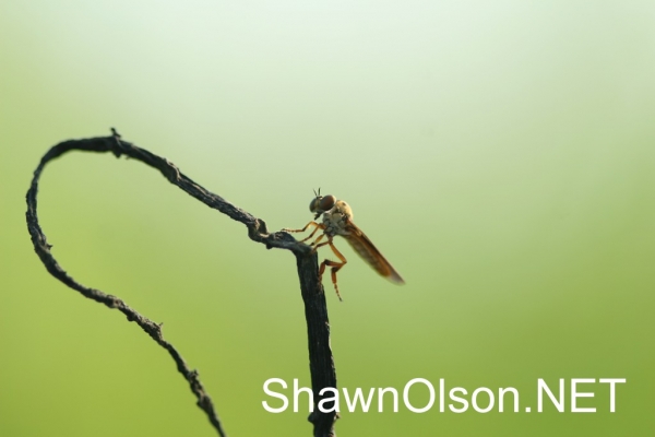 Fly on Branch