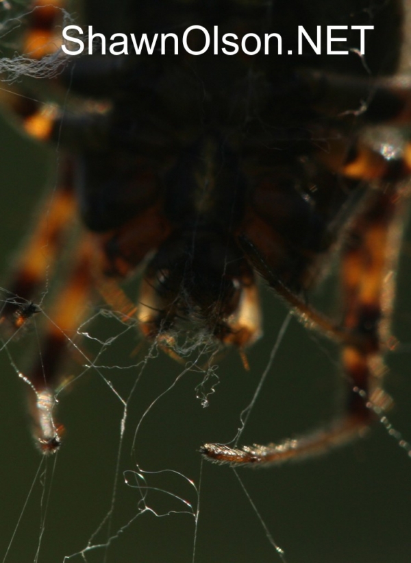 Spider in Web with fangs