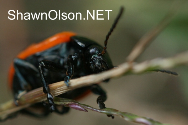 Swamp Milkweed Leaf Beetle