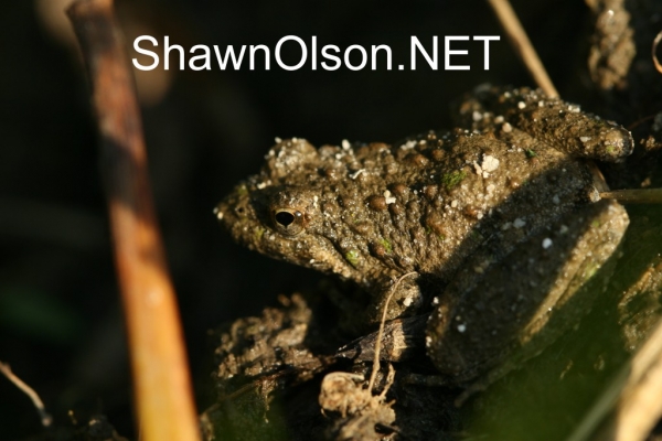 Blanchard's Cricket Frog