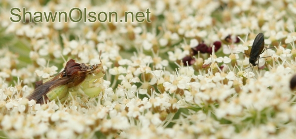 Ambush Bug Stalking Pray