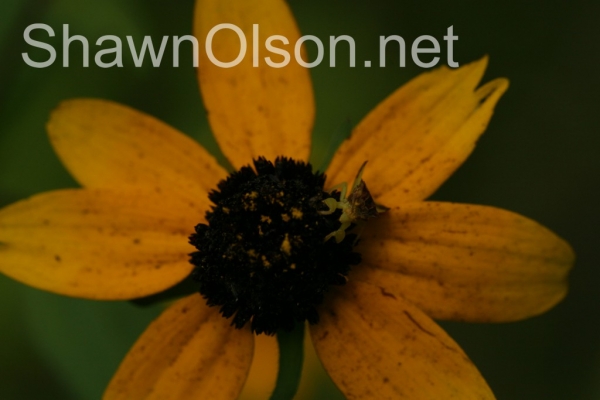 ambush bug on daisy