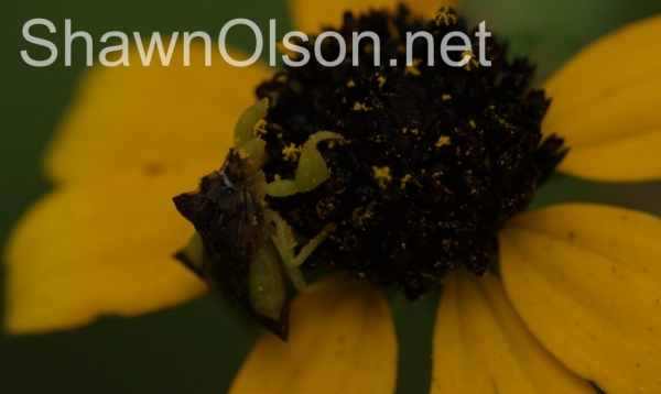 Ambush Bug Daisy