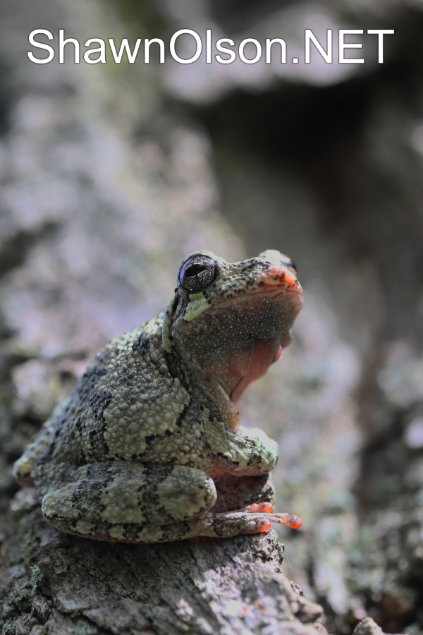 Gray Tree Frog