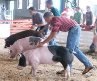 Pig Show