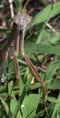 Praying Mantis Photo