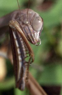 Praying Mantis Photo