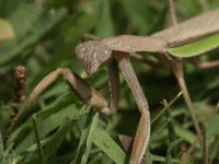 Praying Mantis Photo