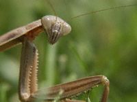 Praying Mantis Photo