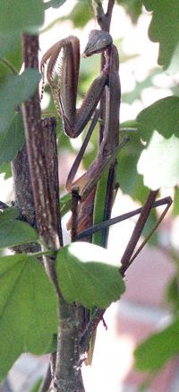 Praying Mantis Photo