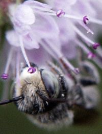 bee pollinating