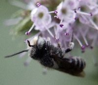 bee pollinating