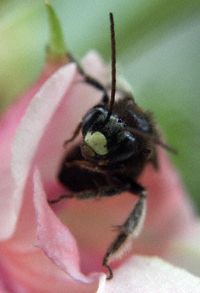 bee pollinating