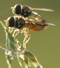 flies mating