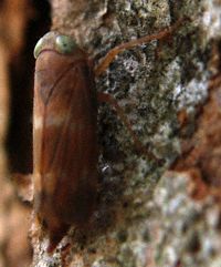 Brown leafhopper