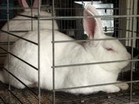 Rabbits White