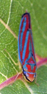 Colorful Leafhopper