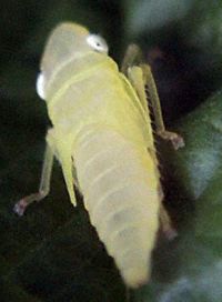 Leafhopper Nymph