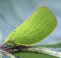 Green Leafhopper