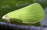 Green Leafhopper