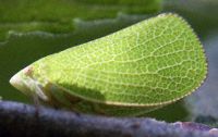 Green Leafhopper