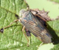 Brown Leafhopper