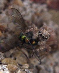 spider eating fly