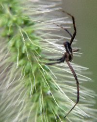 Spider on Grass