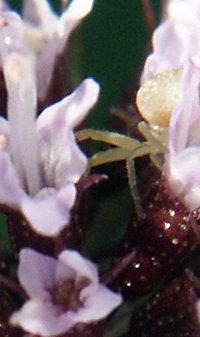 Crab Spider