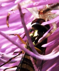 Crab Spider eats fly